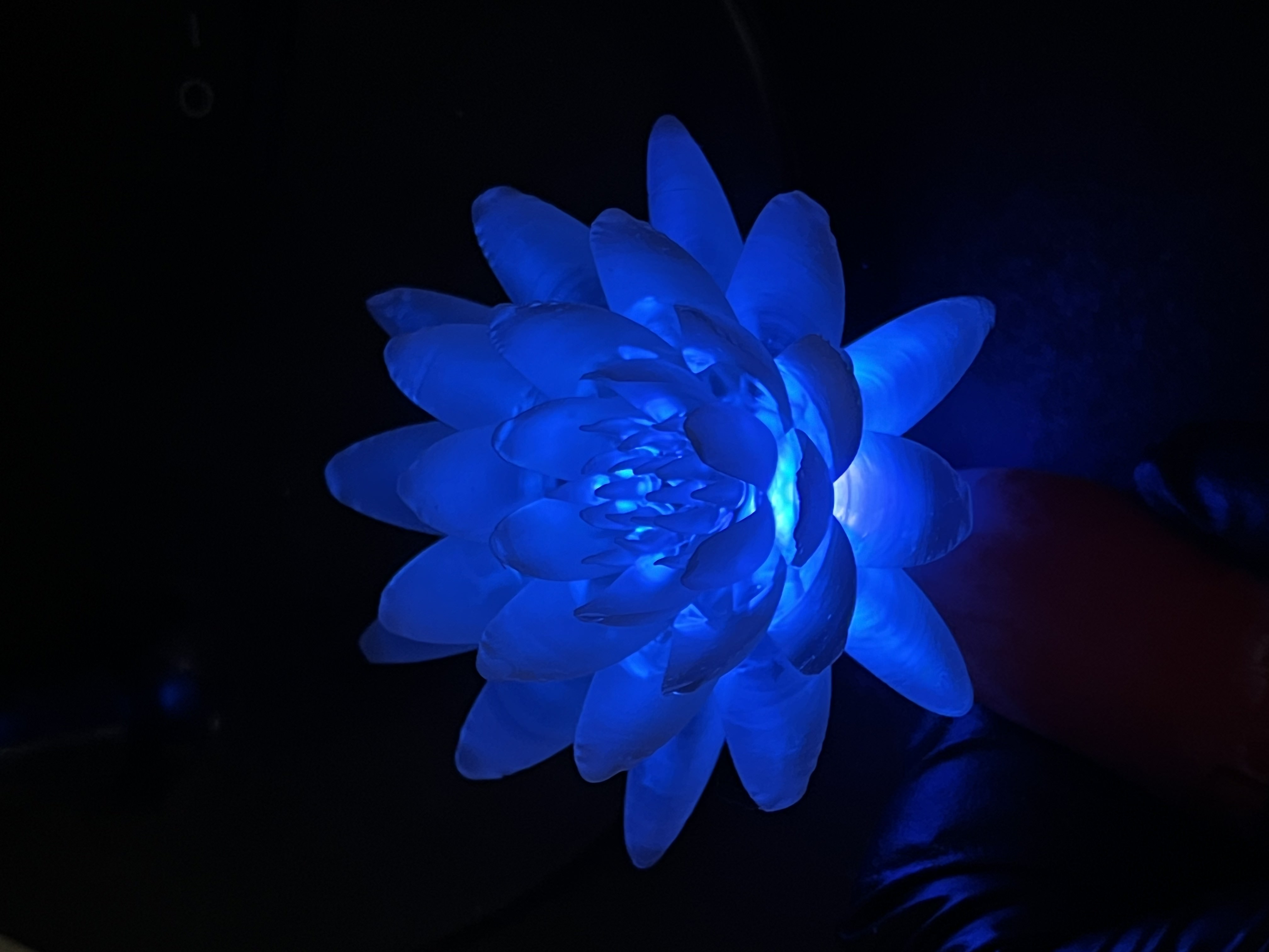 Resin Flower Illuminated